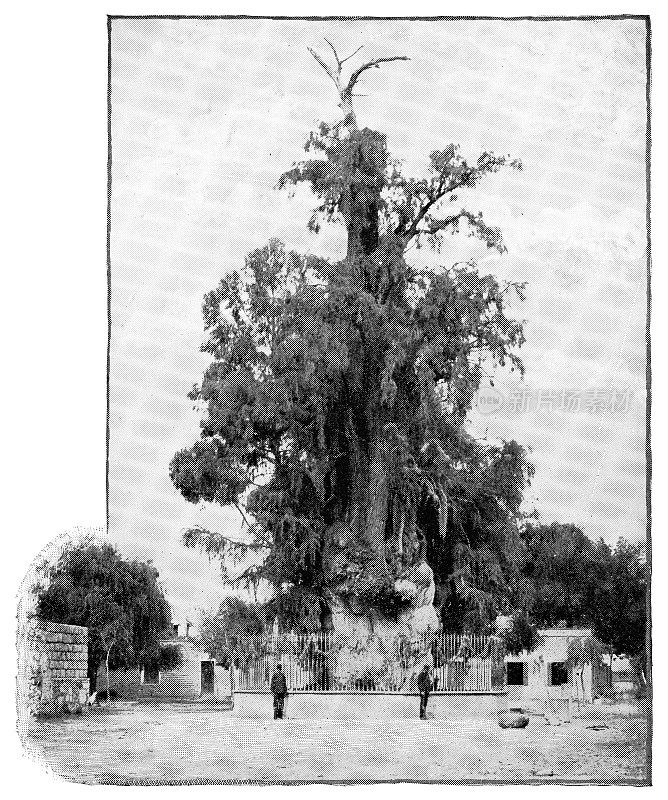 胜利之夜之树(Árbol de la Noche victoria osa)或悲伤之夜之树(Árbol de la Noche Triste)，墨西哥，19世纪